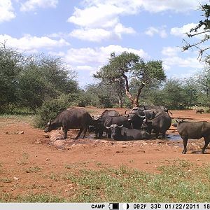 Cape Buffalo Trail Cam Pictures South Africa