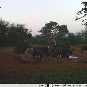 Trail Cam Pictures of Cape Buffalo in South Africa