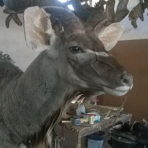 Kudu Shoulder Mount Taxidermy