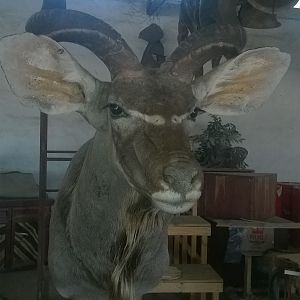 Kudu Shoulder Mount Taxidermy