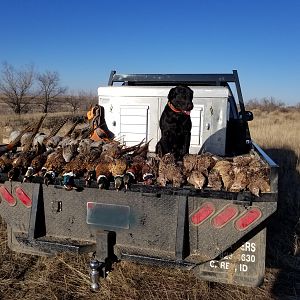Pheasant Hunting USA