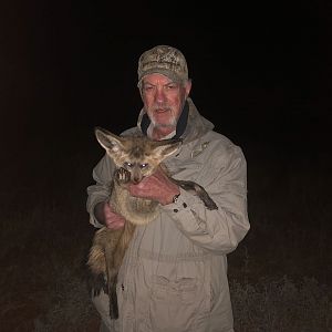 South Africa Hunt Bat-eared Fox