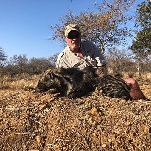 African Civet Hunting South Africa