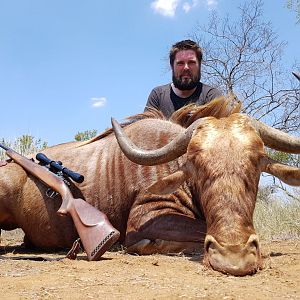 South Africa Hunting Golden Wildebeest