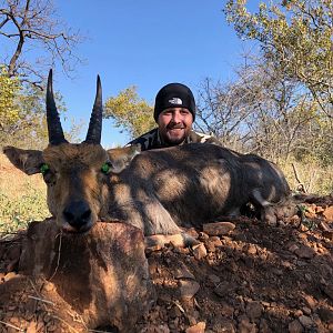 Hunt Mountain Reedbuck in South Africa