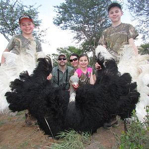 Hunt Ostrich in South Africa