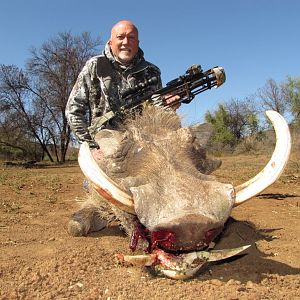 South Africa Crossbow Hunting Warthog