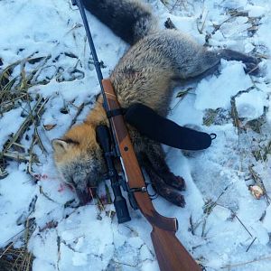 Fox Hunt Alaska