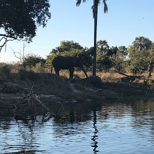 Lady Livingstone river cruise viewing Elephants