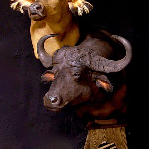 African Forest Buffalo & Nile Buffalo Double Pedestal Taxidermy