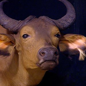 African Forest Buffalo & Nile Buffalo Double Pedestal Taxidermy