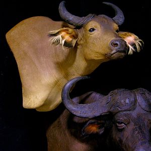 African Forest Buffalo & Nile Buffalo Double Pedestal Taxidermy