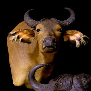 African Forest Buffalo & Nile Buffalo Double Pedestal Taxidermy