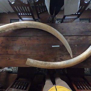 Tusks with 15 cm ruller for scale