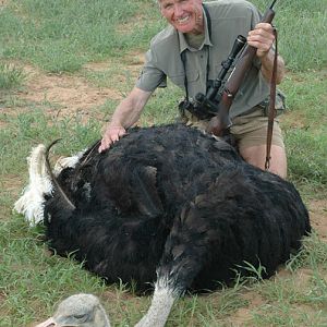 Hunting Ostrich in Namibia