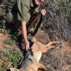 Hunt Jackal in Namibia