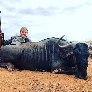 South Africa Hunt Blue Wildebeest