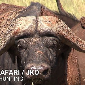 Cape Buffalo hunting with JKO Hunting Safaris