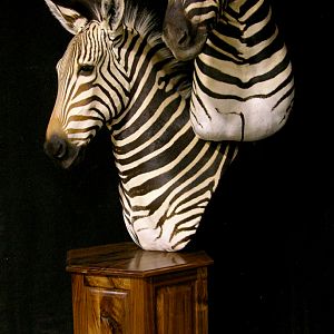 Hartmann & Burchell Zebra Double Pedestal Taxidermy