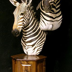 Hartmann & Burchell Zebra Double Pedestal Taxidermy