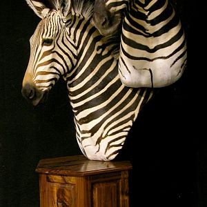 Hartmann & Burchell Zebra Double Pedestal Taxidermy