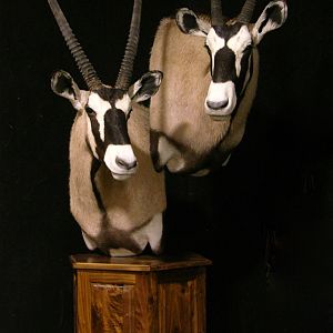 Double Stacked Gemsbok Pedestal Taxidermy