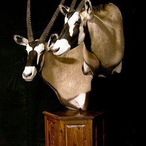 Double Stacked Gemsbok Pedestal Taxidermy