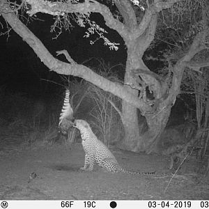 South Africa Trail Cam Pictures Leopard