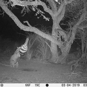 Trail Cam Pictures of Leopard in South Africa