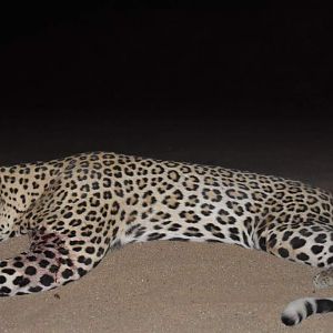 Hunt Leopard in Namibia