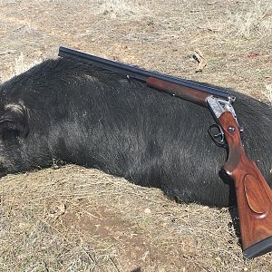 USA Hunt Boar