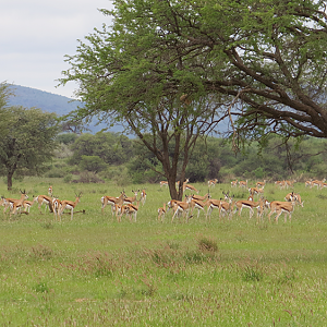 Herd of Springbok in Namibia
