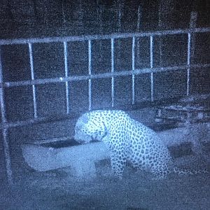 Trail Cam Pictures of Leopard in South Africa