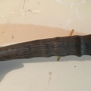 Waterbuck Horn showing the ink