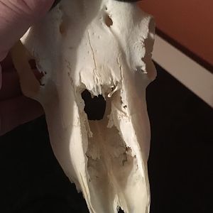 Springbok European Skull Mount Taxidermy