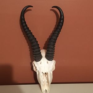 Springbok European Skull Mount Taxidermy