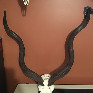 Kudu European Skull Mount Taxidermy