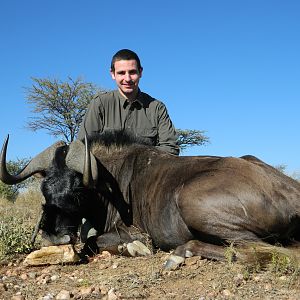 Black Wildebeest from Namibia