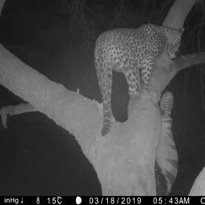 Namibia Trail Cam Pictures Leopard