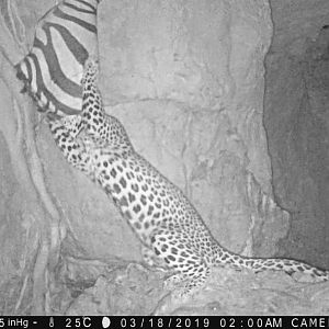 Trail Cam Pictures of Leopard in Namibia