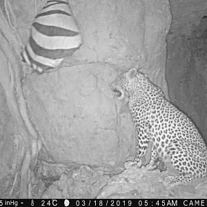 Namibia Trail Cam Pictures Leopard