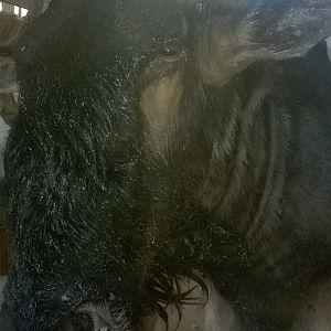 Blue Wildebeest Shoulder Mount Taxidermy Process