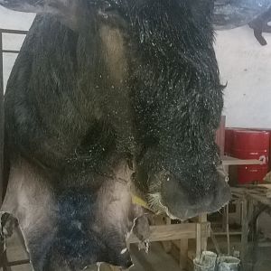 Blue Wildebeest Shoulder Mount Taxidermy Process