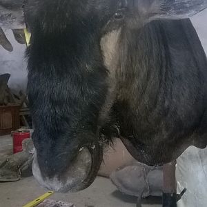 Blue Wildebeest Shoulder Mount Taxidermy Process