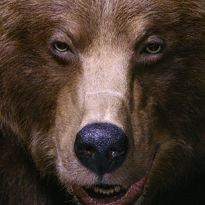 Grizzly Bear Full Mount Taxidermy