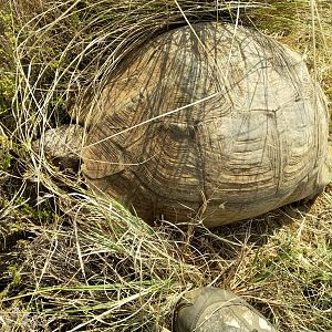 Large Leopard Tortoise in South Africa
