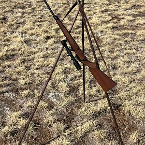 Set of home-made shooting sticks and a Zeiss scoped .22 LR Winchester 52 B Sporter Rifle