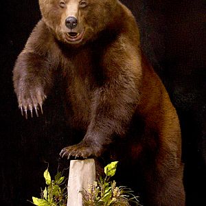 Grizzly Sow Life-size Mount Taxidermy