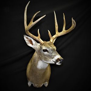 Whitetail Deer Shoulder Mount Taxidermy