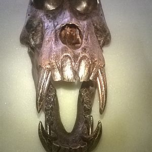 Bronzed Baboon Skull Mount Taxidermy